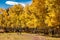 Walk on Aspen Road in Fall