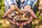 Walk in the autumn forest. Collected autumn forest mushrooms