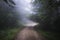 Walk through beech forest a day of fog
