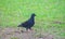 Walk of a Bird - A Black Pegion walking on Grass - Andaman Nicobar Islands, India