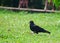 Walk of a Bird on Grass on a Bright Sunny Day - A Pegion with Complete Black Body walking on Grass - Andaman Nicobar, India