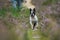 Walk with boston terrier dog in heather landscape