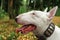 Walk with bullterrier