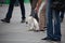 Walk with the dog around the city. White shaggy dog on a leash walks with the owner on a crowded street. Pet Care