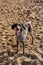 Walk with dog in fresh air. Beautiful spotted brown shorthaired pointer, with large drooping ears and flexible muscular body