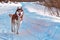 Walk with dog. Siberian husky playing on winter walk. Husky dog run in snow.