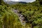 A walk through the Fairy forest Egmont National Park Taranaki New Zealand