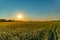 A walk through a field or meadow in the evening sun at sunset. Calmness, contemplation and peace when walking in the quiet early