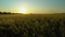 A walk through a field or meadow in the evening sun at sunset. Calmness, contemplation and peace when walking in the quiet early m