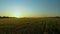 A walk through a field or meadow in the evening sun at sunset. Calmness, contemplation and peace when walking in the quiet early m