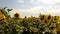 Walk in the Field of Sunflowers