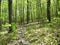 A walk through the forest, Appalachian Trail in Pennsylvania