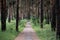 Walk in the fresh air along the health path in the pine forest, pine trees growing on both sides of the path