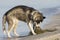 Walk with a husky on the seashore. A dog nibbles algae on the shore