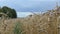 Walk imitation ripe wheat agriculture plant ears field