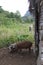 Walk in the jungle with lilte pigs, Cuba