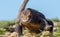 Walk of Komodo dragon. Front view. Scientific name: Varanus komodoensis.  Natural habitat. Biggest living lizard in the world.