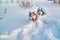 Walk with loved pets. Siberian husky playing on winter walk. Husky dogs run in snow.