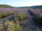 Walk in the luberon, saint michel de l`Observatoire and Banon in the Vaucluse, France