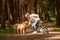 Walk with many dogs on a leash. Dog walker with different dog breeds in the forest