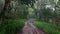 Walk in the middle of the forest when it rains