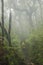 A walk through the misty forest