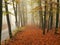 Walk through a mystic and foggy forest in autumn