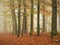 Walk through a mystic and foggy forest in autumn