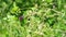 Walk in nature, close-up on a common vetch, pretty pink and purple flower, heckled by the wind