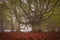 A walk in nature among the secular beech trees of Canfaito with fog, a large plateau situated on the slopes of Monte San Vicino