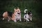 Walk in park with two purebred dogs. Pembroke Tricolor Welsh Corgi and black and white smooth haired Jack Russell Terrier run