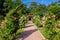 Walk path with an arch for climbing roses.