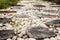 Walk path in garden decorated with stumps and stone