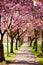 Walk path surrounded with blossoming plum trees