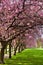 Walk path surrounded with blossoming plum trees