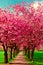 Walk path surrounded with blossoming plum trees