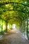 Walk path under green shady trees arch