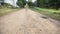 Walk on a sand road. greenery on the roadsides