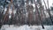 Walk through snowy coniferous pine forest in winter sunny day