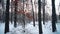 Walk through snowy coniferous pine forest in winter sunny day