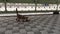 Walk in Stray Mother Young Black Cat Calling Baby Which Eating Dry Food on the Floor to Leave and Walk out