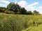 walk on the summer park view of the lake completely overgrown with grass