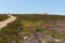 Walk to Dunkery Hill the highest point on Exmoor near to Minehead Somerset England UK in summer