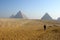 Walk towards pyramids