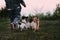 Walk with two adorable purebred dogs in nature. Welsh corgi Pembroke tricolor and black and white smooth-haired Jack Russell