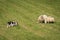 Walk Up of Herding Dog to Group of Sheep (Ovis aries)