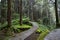 The walk way at Alishan national park area in Taiwan