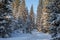 A walk through the winter forest. Beautiful winter landscape