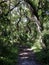 A walk on the wooded pathway