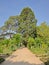 Walkaway and green trees in Thabor park, Rennes, France